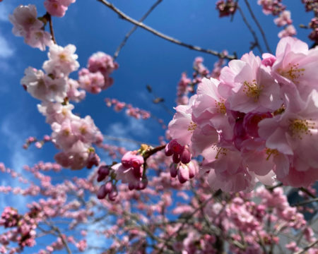 Many crossing tree branches full of pink flowers contrasted against a blue sky background