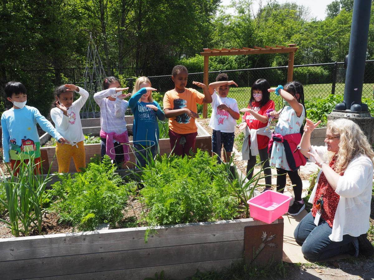 Students use their hands to show how big they think their carrots will be before pulling them out of a raised garden bed. 