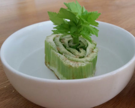 White bowl with water and the bottom piece of celery in it. The celery is starting to resprout.