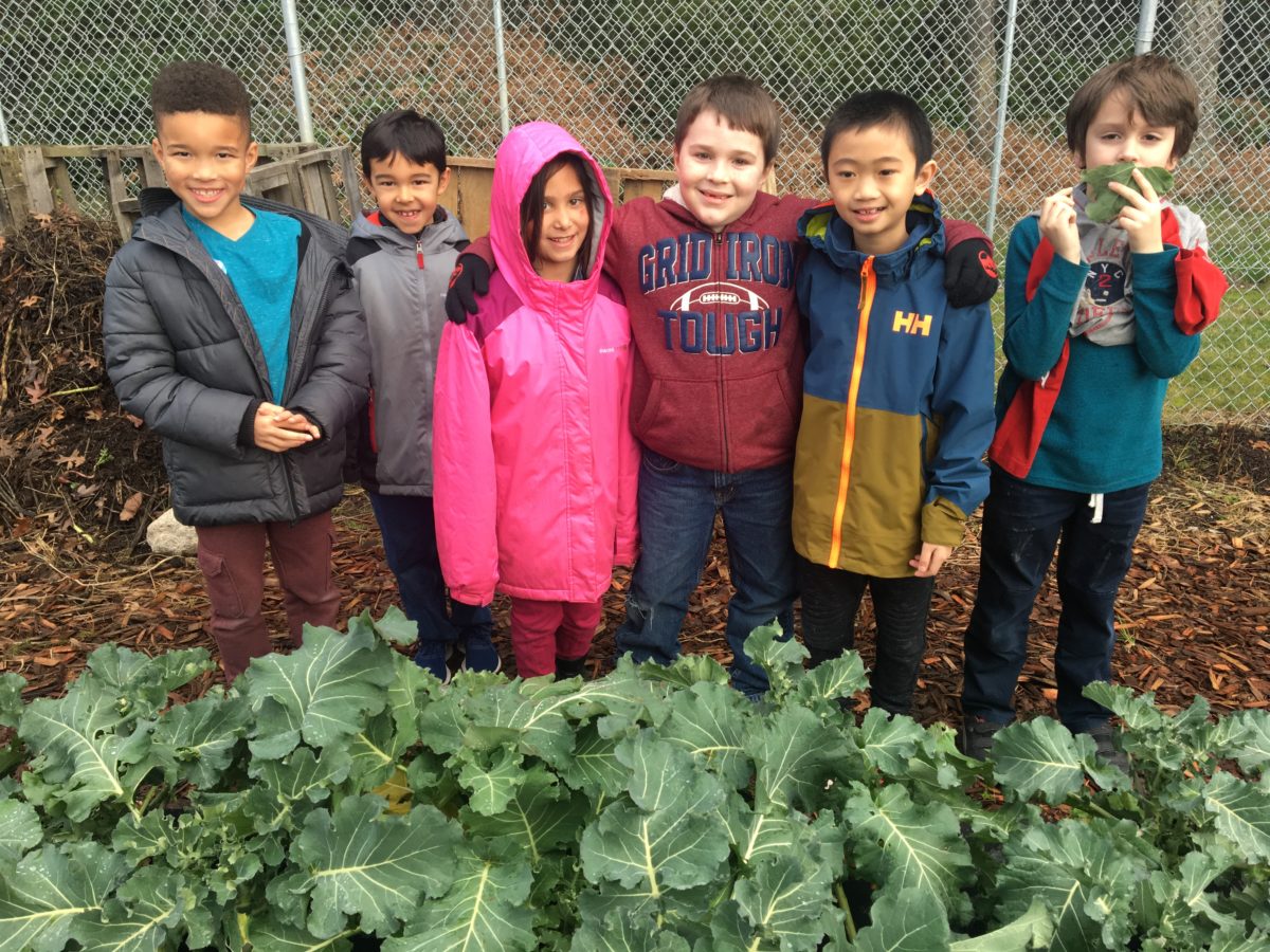 6 students stand in a school garden by a large crop of kale