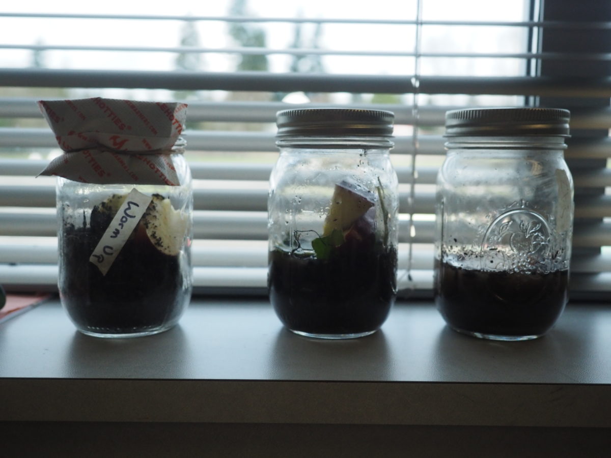 3 mason jars sit on a windowsill with lids on- they each have soil and an apple slice in them. These are part of the Race to Decomposition experiment.