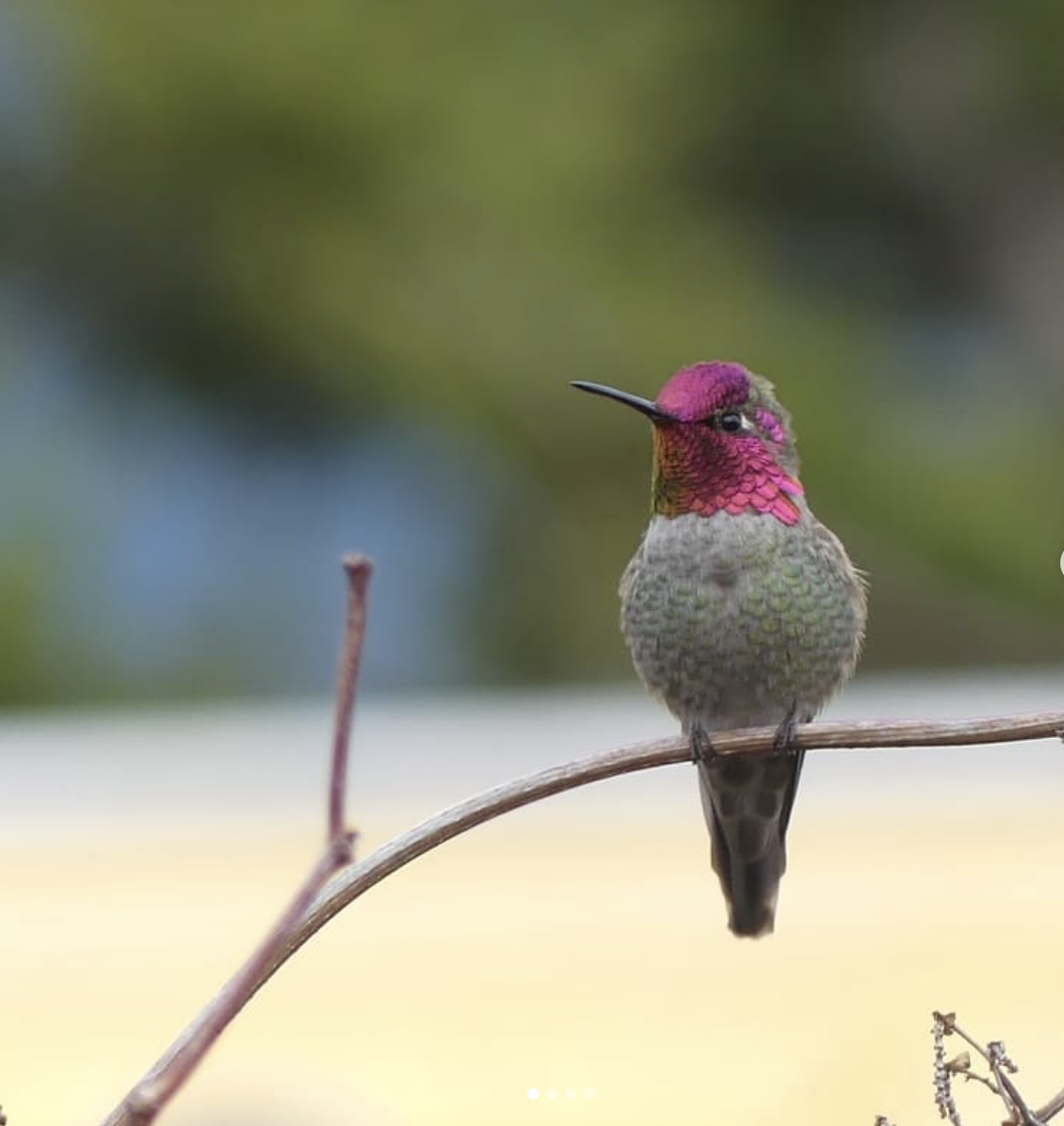 A hummingbird sitting on a branch. 