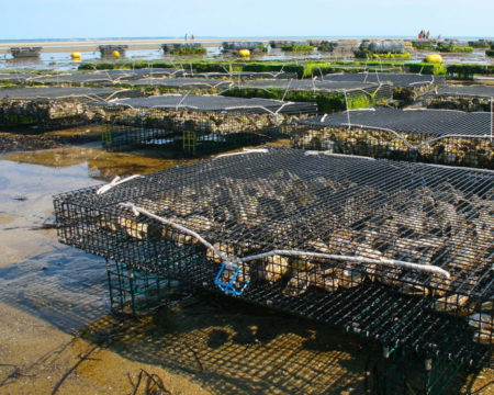 Oyster farm on the beach with many large metal cages full of oysters