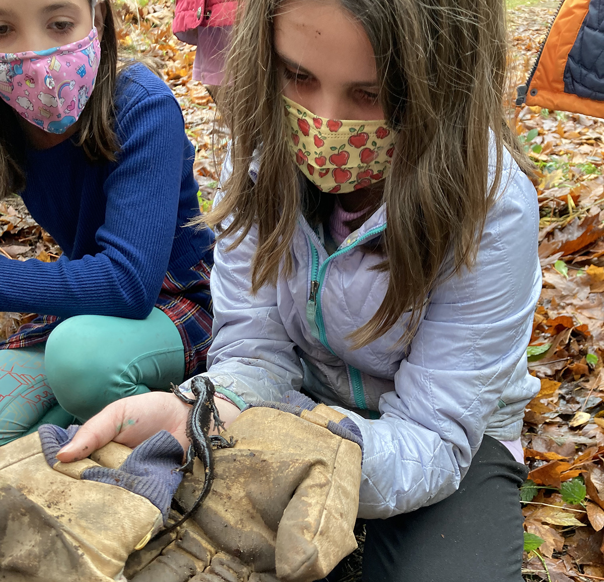 A student is crouched down wearing a face mask and large work gloves. There is a salamander sitting on top of their gloves.