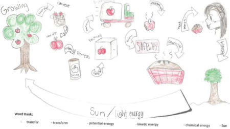 Shows a student drawn Food Web that demonstrated how apples grow and the various ways they can be processed and sold in the store.
