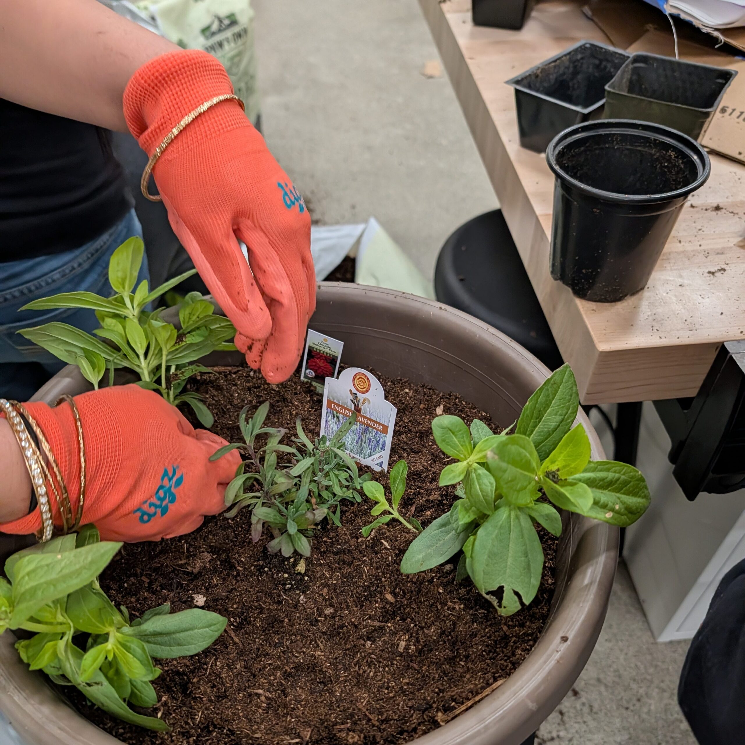 A pair of gloved student hands planting basil and herbs in a planter